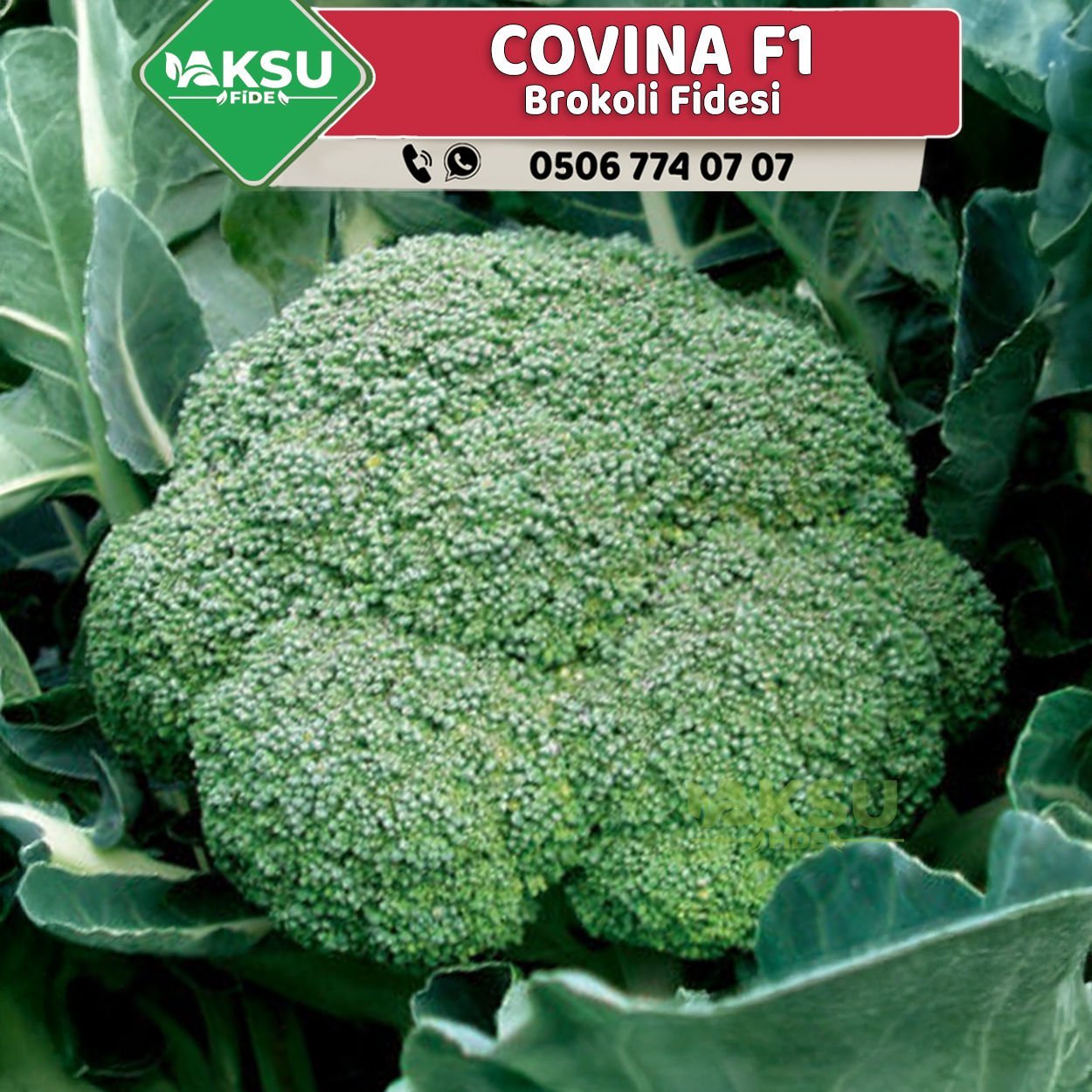 Covina F1 75 Günlük Brokoli Fidesi