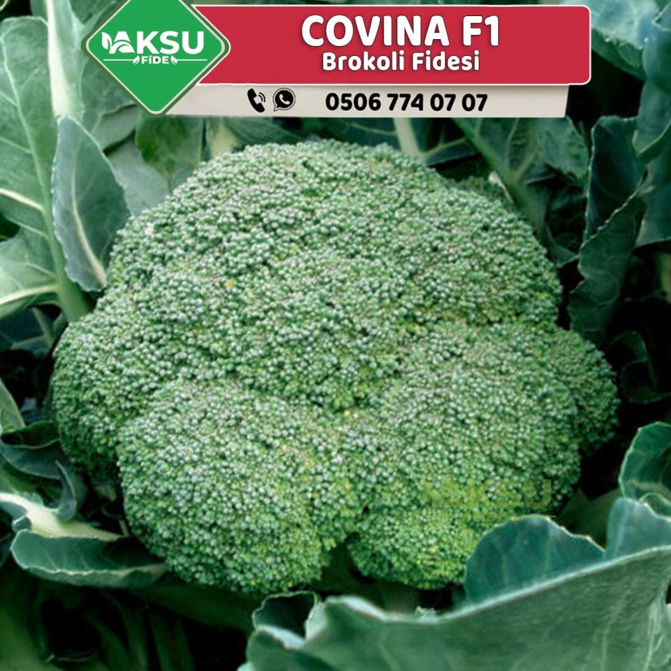 Covina F1 75 Günlük Brokoli Fidesi