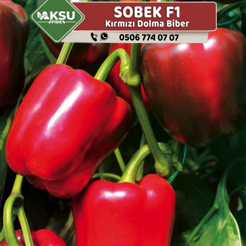 Sobek F1 Kırmızı Dolma Biber Fidesi