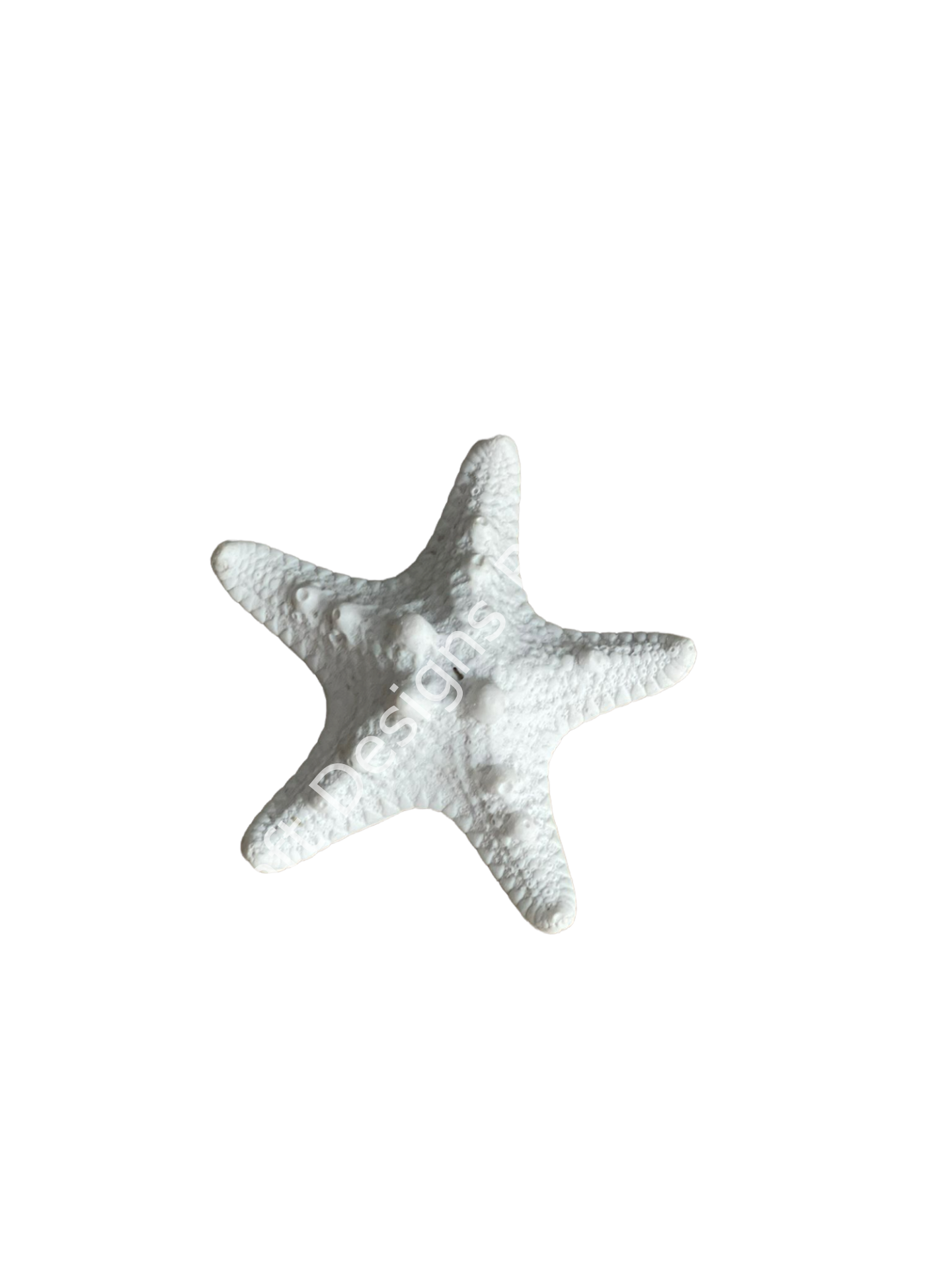 DENİZ YILDIZI KÜÇÜK