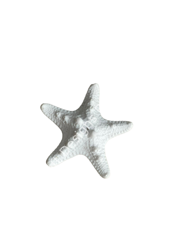 DENİZ YILDIZI KÜÇÜK