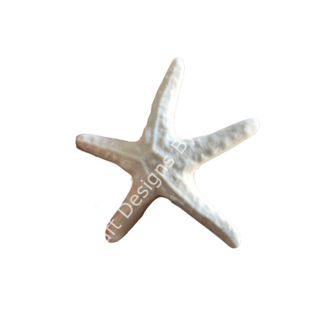 DENİZ YILDIZI 12 CM