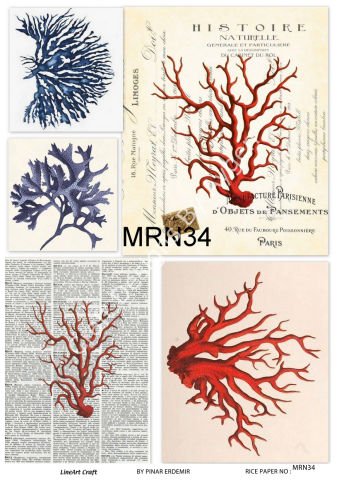 MRN 34