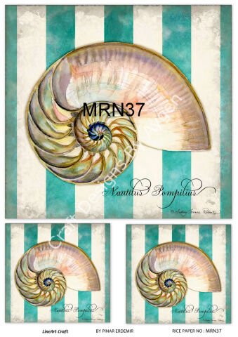 MRN 37