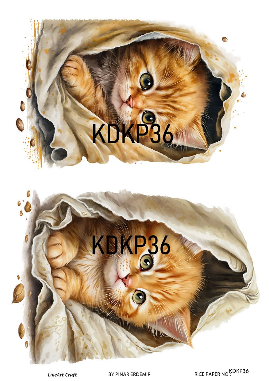 KDKP 36