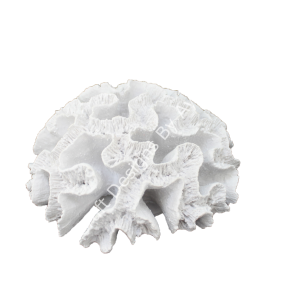 TOPARLAK BÜYÜK MERCAN 20X11 CM