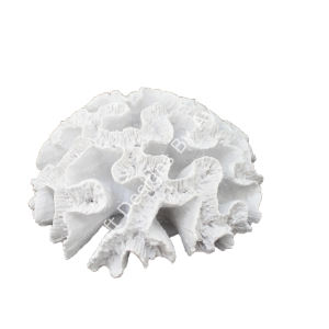 TOPARLAK BÜYÜK MERCAN 20X11 CM
