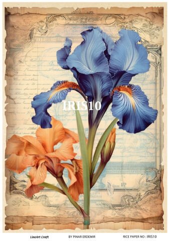 IRIS  10