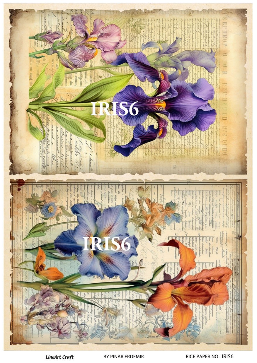 IRIS  6