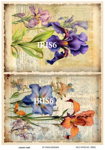 IRIS  6