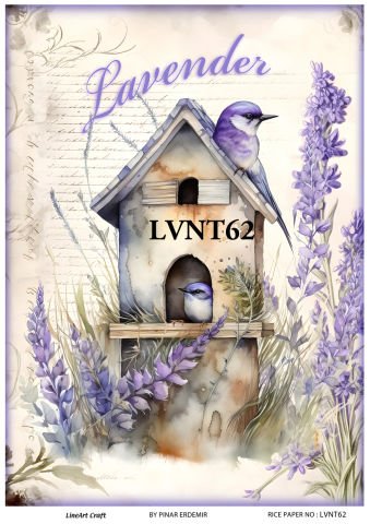 LVNT 62