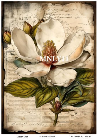 MNLY 11