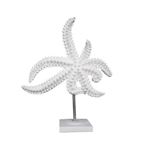 BÜYÜK DENİZ YILDIZI