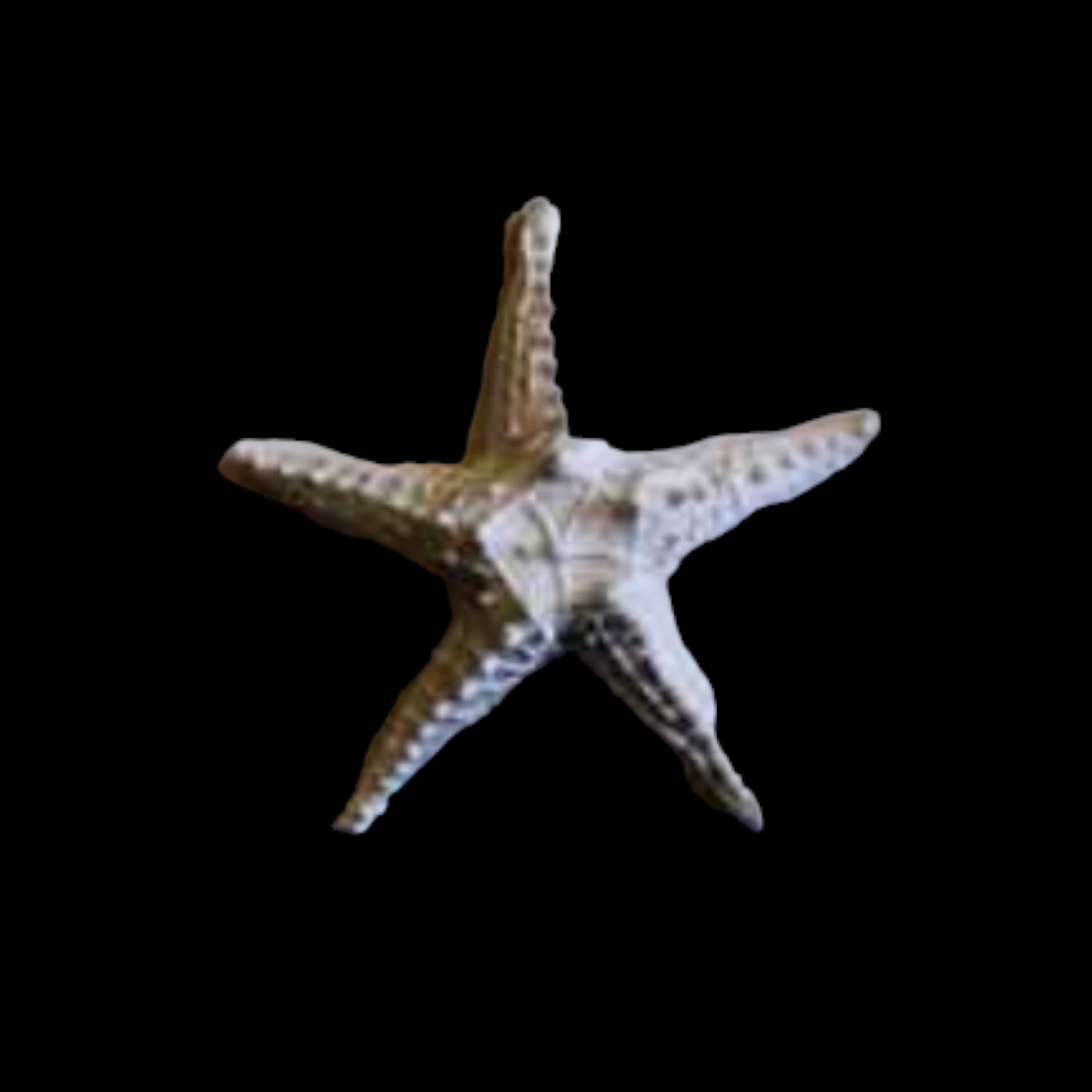 DUVAR DENİZ YILDIZI 16X16 CM