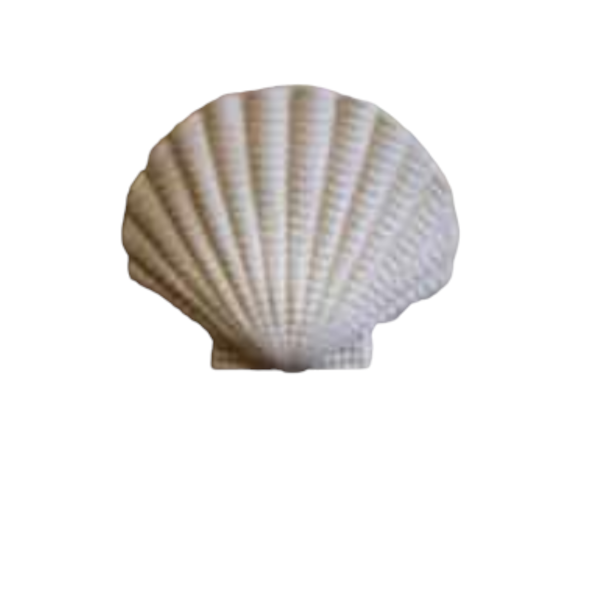 DUVAR MİDYE 16X16 CM