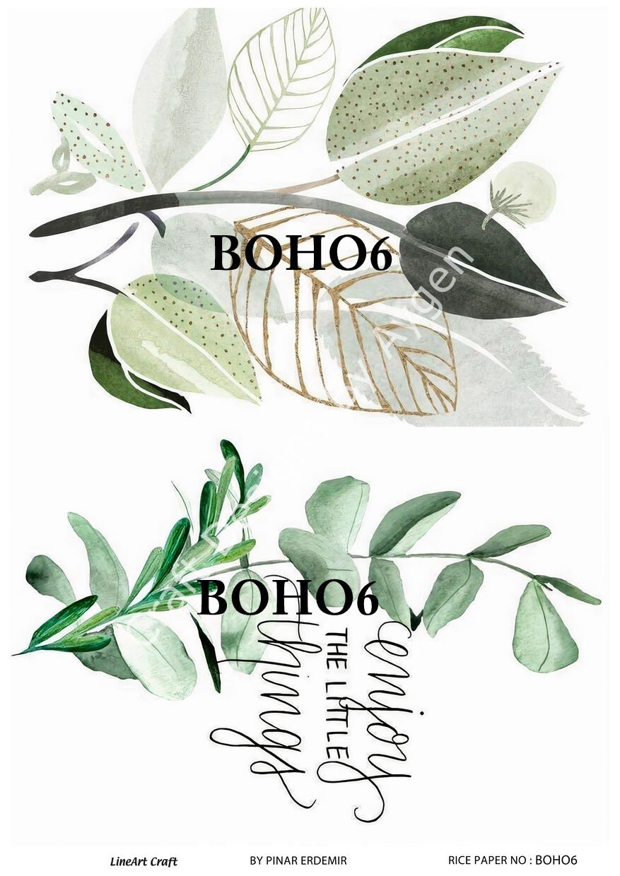 BOHO 6