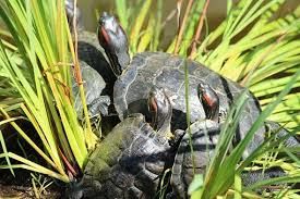 Örnek Slider 2