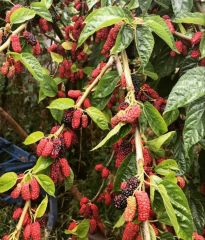 Karadut Özü - 800 gr