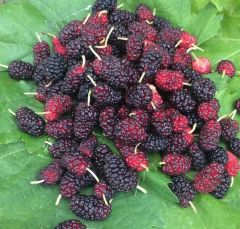 Karadut Özü - 800 gr