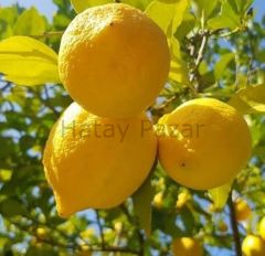 Limon Reçeli - 450 gr