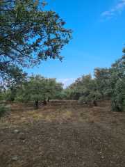 Soğuk Sıkım Sızma Zeytinyağı