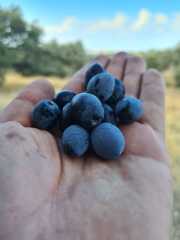 Soğuk Sıkım Sızma Zeytinyağı