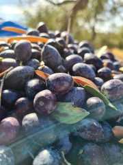 Soğuk Sıkım Sızma Zeytinyağı