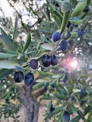 Soğuk Sıkım Sızma Zeytinyağı