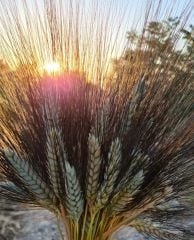 Karakılçık Bulguru