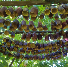 Ev Yapımı Kuru Patlıcan