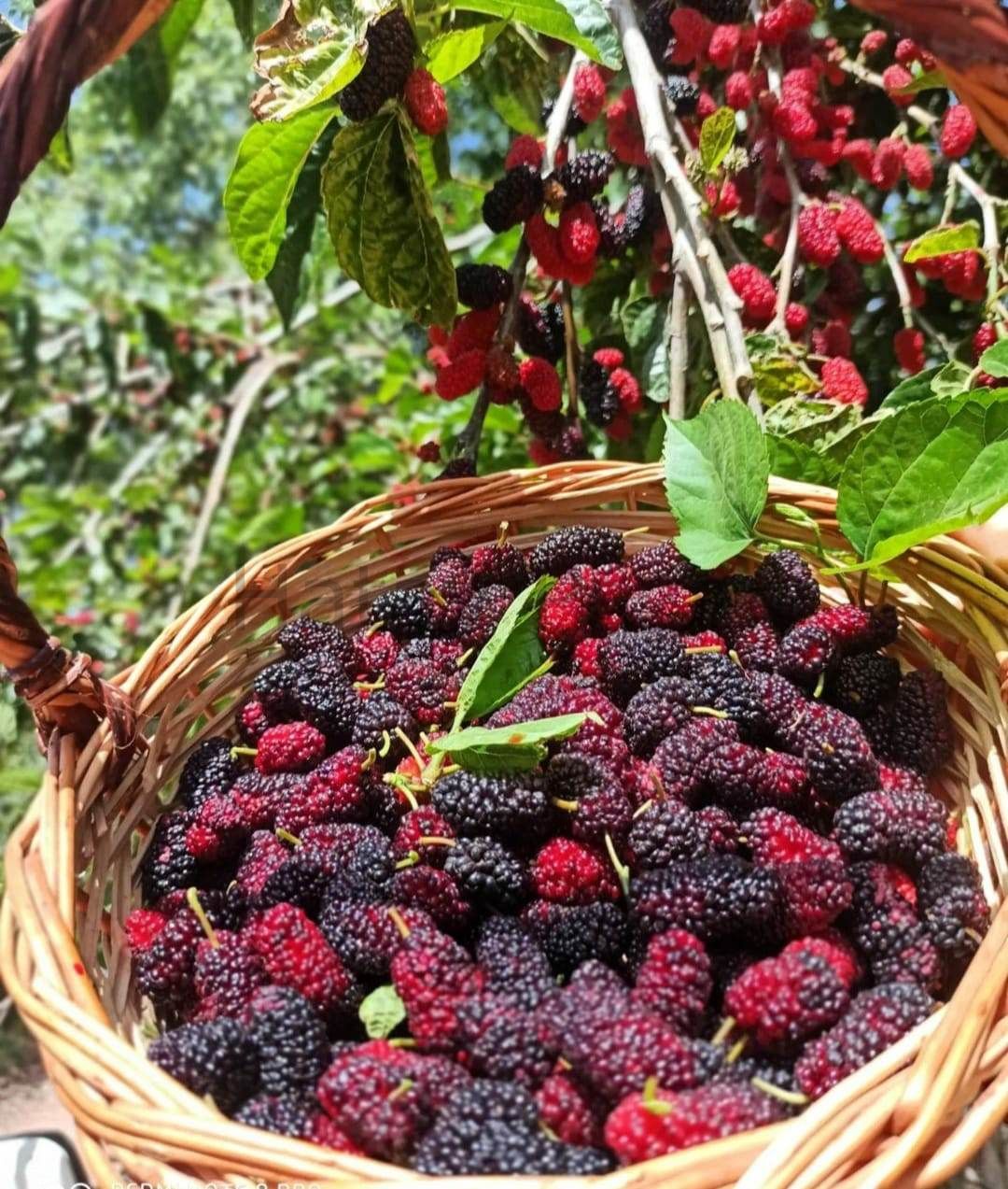 Karadut Şurubu