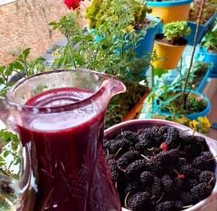 Karadut Şurubu