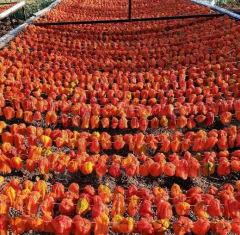 Dolmalık Kuru Biber