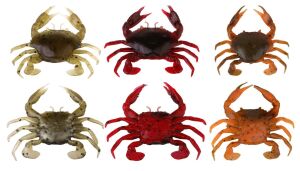 Savage gear LB 3D Manic Crab 5 cm 4 Adet Suni Yem Red Black Crab