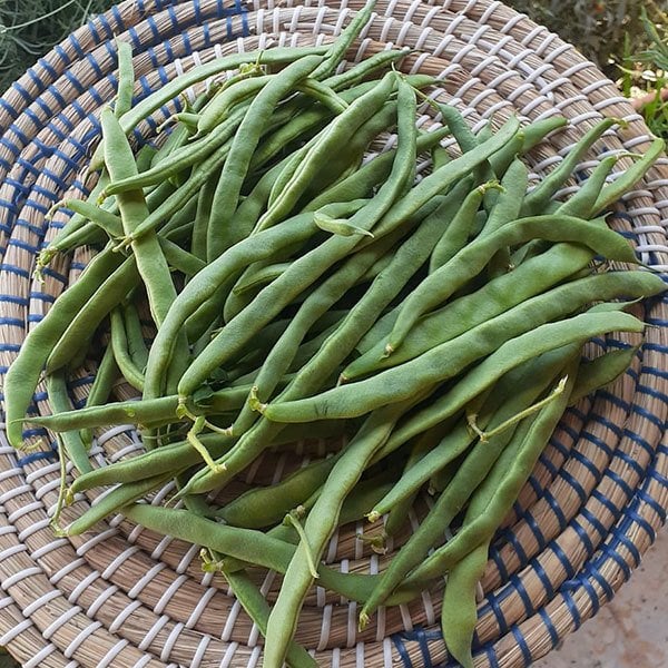 Taze Ayşe Fasulye (1 KG)