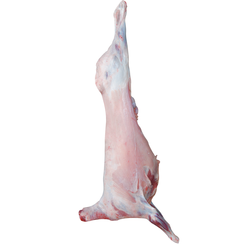 ADAKLIK KUZU CANLI 55 KİLOGRAM