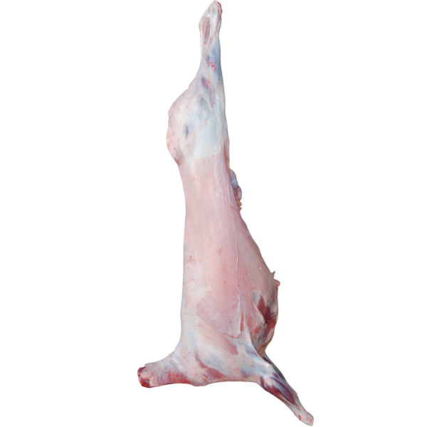 ADAKLIK KUZU CANLI 55 KİLOGRAM