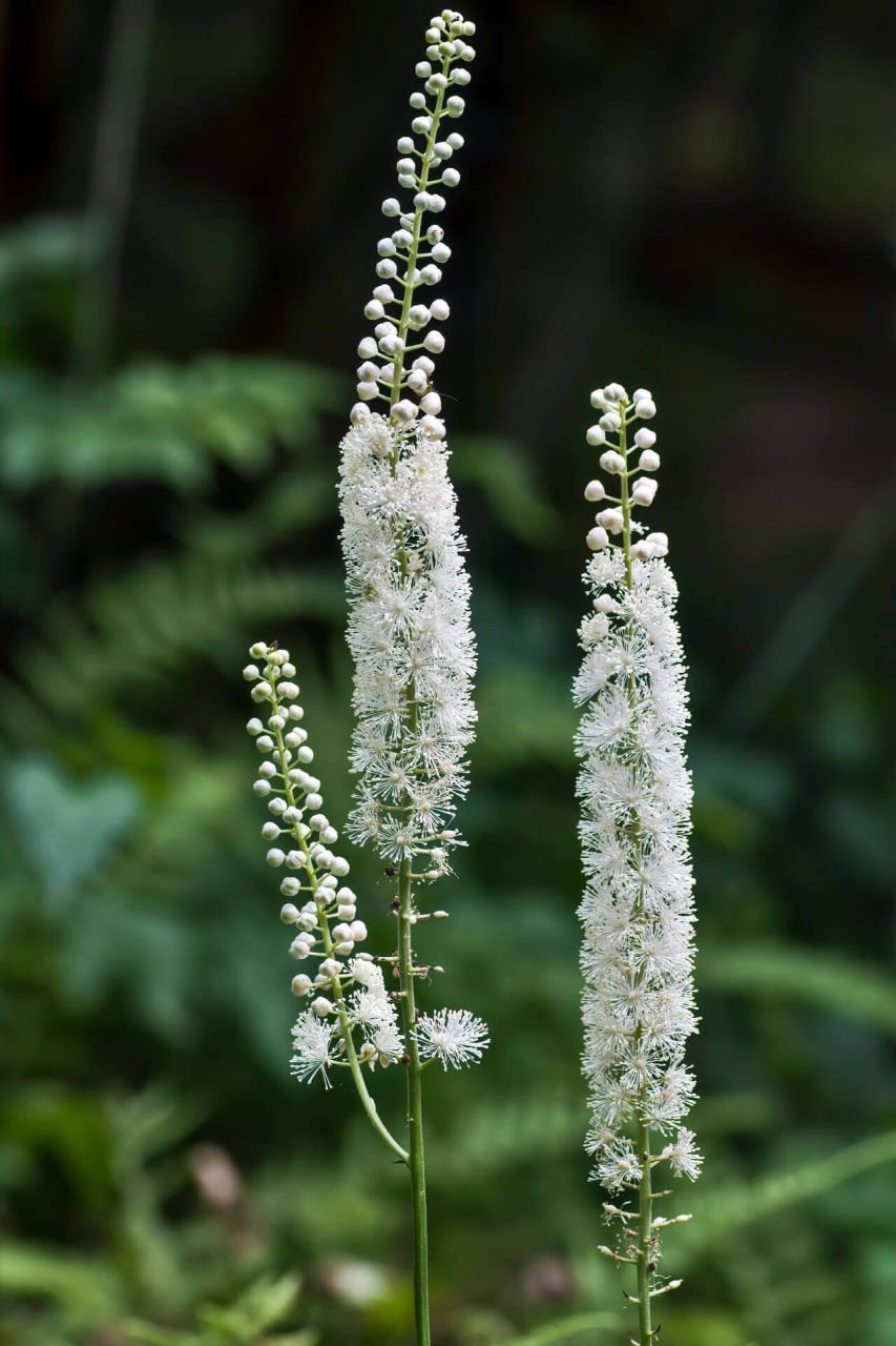 black cohosh yılan otu