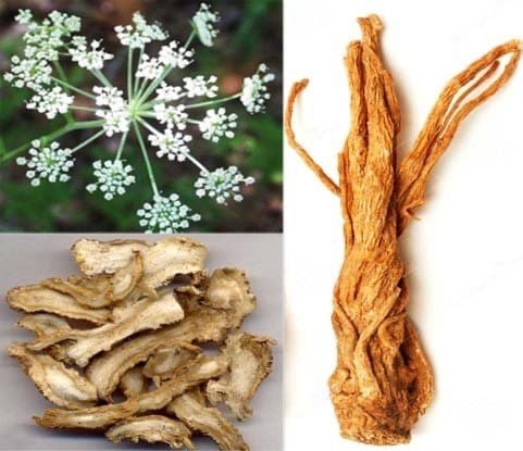  Angelica sinensis (Dang Gui) ve Sperm Kalitesi