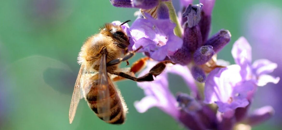 Нектар жизни. Пчела. Вересковая пчела. Пчела на цветке. Пчела на вереске.