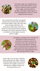 JdF Aromaterapi Kaş ve Kirpik Bakım Serumu 10 ml