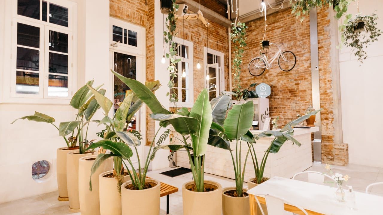 ¡Plantas de salón en la decoración del hogar!