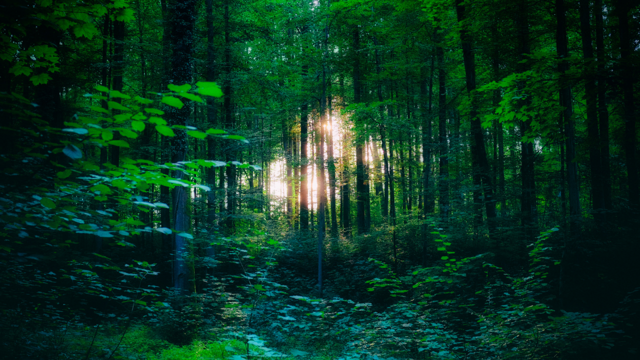 سر الغابة: رؤية الغابة في المنام ومعانيها