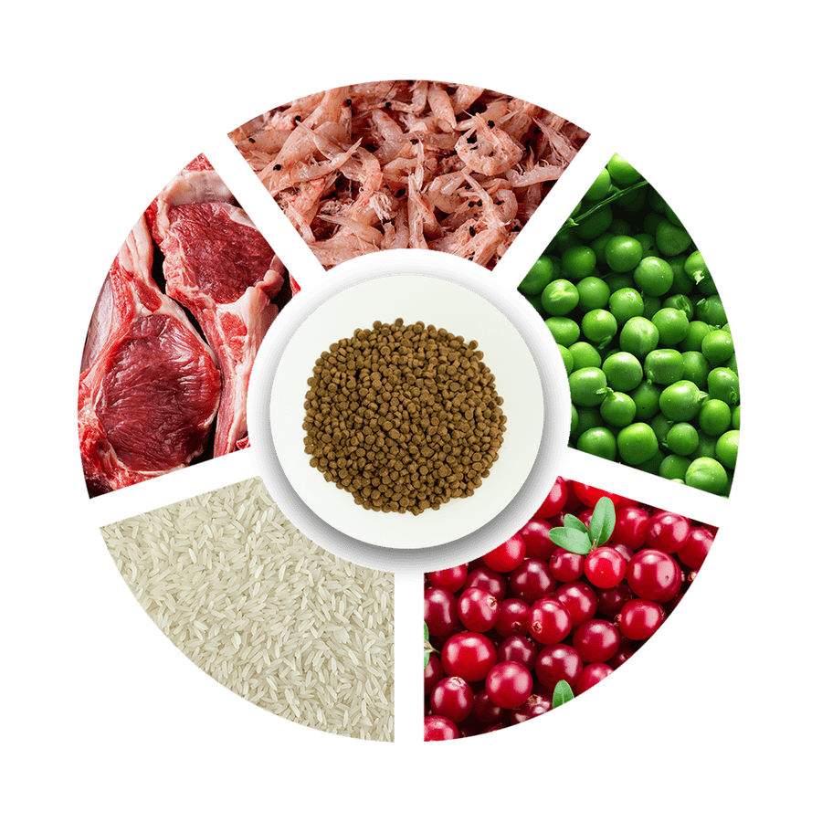 Pro Choice Pro 37 Kitten Tavuklu ve Pirinçli Yavru Kedi Maması 15 Kg