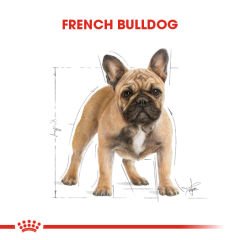 Royal Canin French Bulldog Yetişkin Köpek Maması 3kg