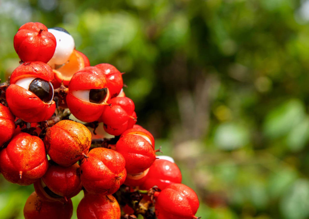 Guarana Bitkisi Nedir ve Faydaları Nelerdir?