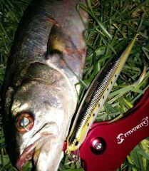 Duo Tide Minnow Slim 140 FLYER ADA0088 Prism Ivory