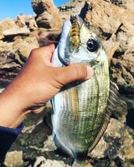 Hanfish Zıpır Kg 50mm 4,5gr  Maket Balık