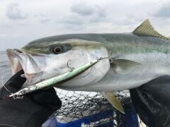 Little Jack Sayoris 182 mm 28 gr Suni Yem