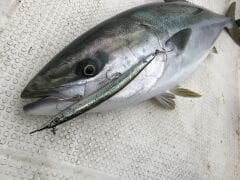 Little Jack Sayoris 182 mm 28 gr Suni Yem